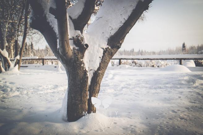 16601816_1750470165268676_170200557351984156_o