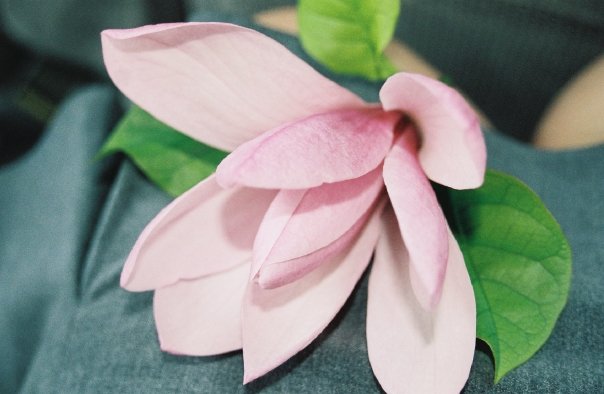 Magnolia