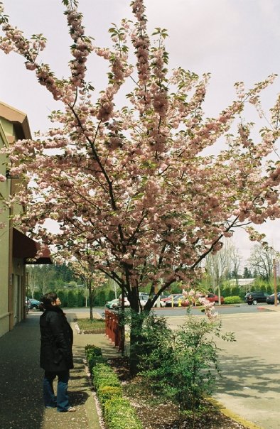 Jen and the Cherry Blossoms