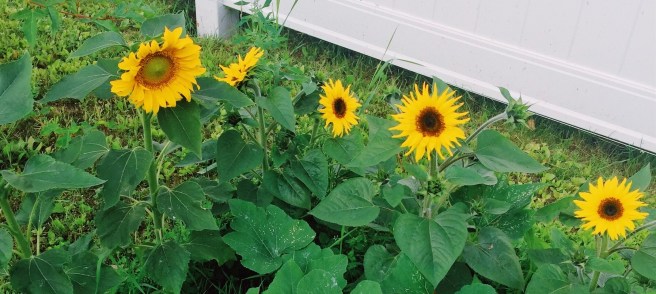 Processed with VSCO with au5 preset