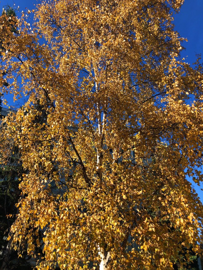 2b920fac-11ff-46e9-8723-d43b2b9170c9