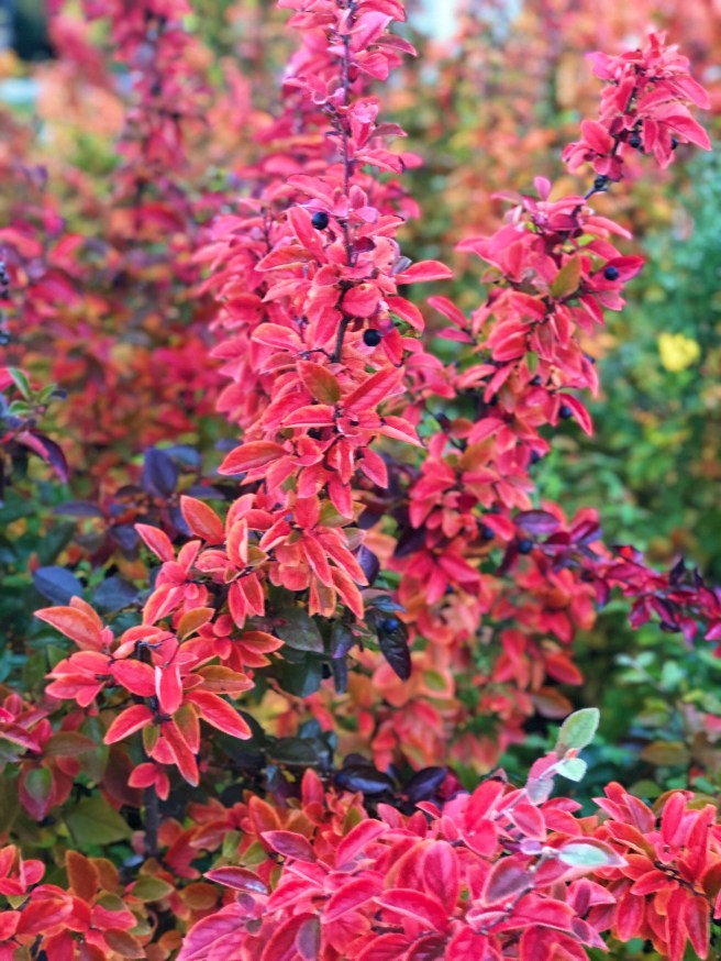 2e51ca15-67e3-40de-90c5-dbdcbbe50e65