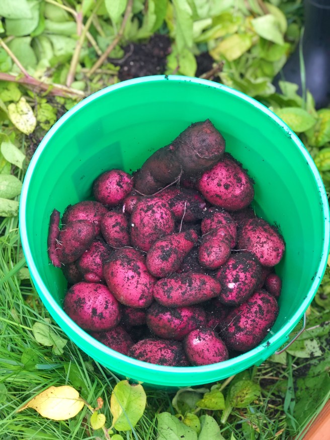 3851ea89-91d3-4835-ad1a-0e1f2c63940a