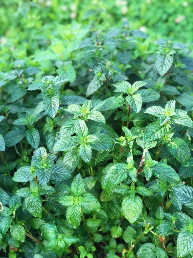 8b645146-1dcc-4fd4-88d2-54e6be784e40-1