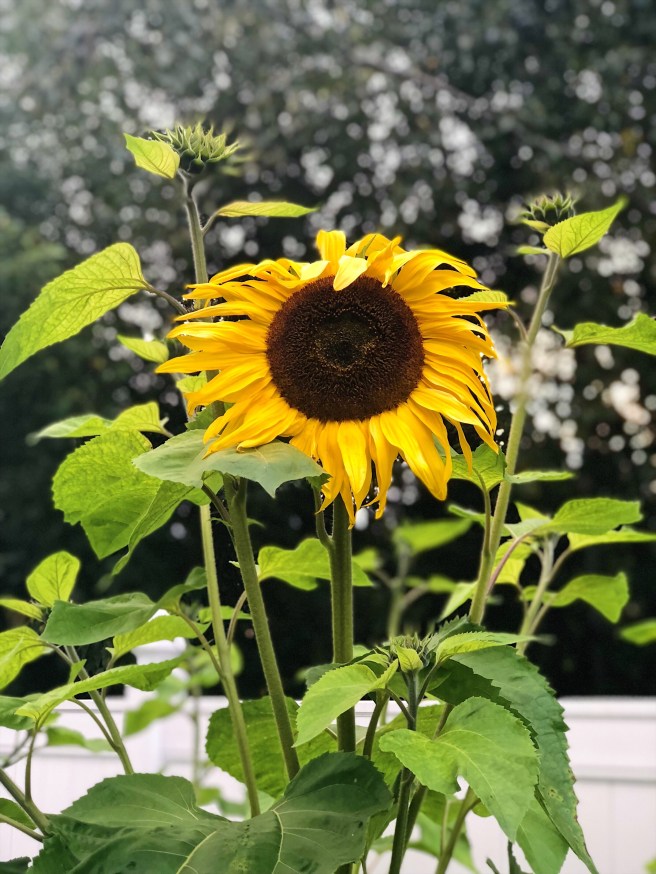 938cac5d-17dc-41ad-9f19-58099ad55822