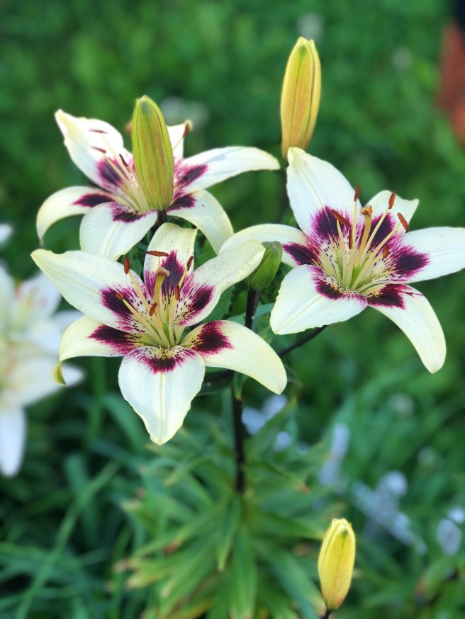 a4f3bd44-5857-455f-b991-94e789d20932-1