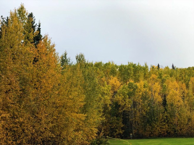 d5ad63a8-e099-4d56-9a7a-29417d8ed6d9