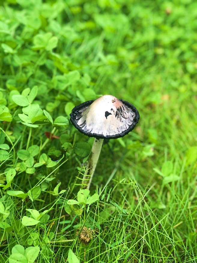 ee00a83a-737f-4fba-9f47-9343a7acd673