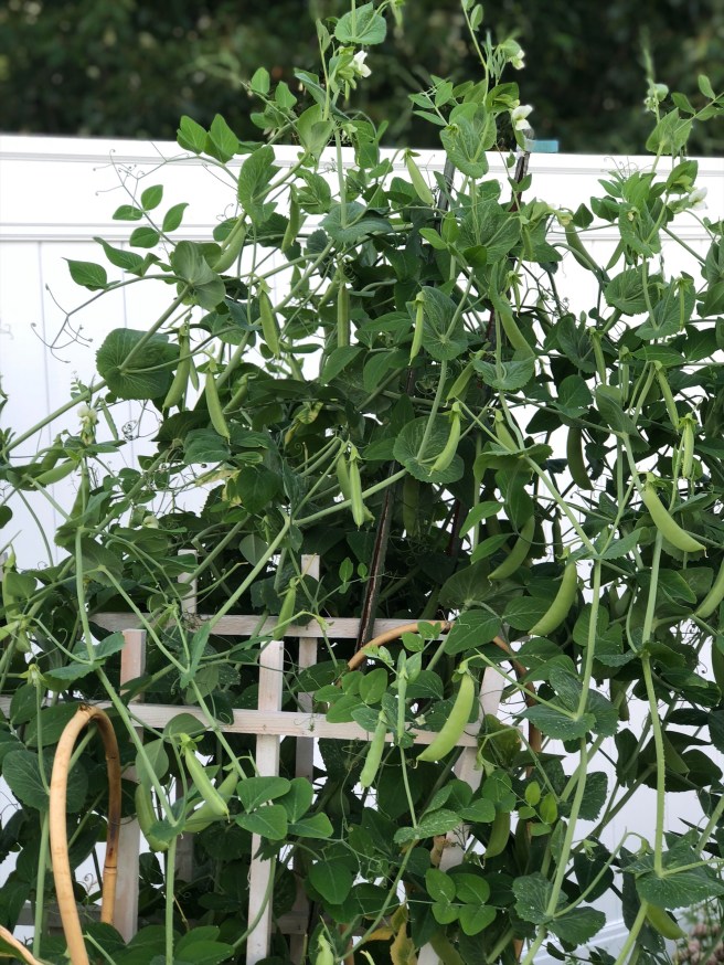 f019bf91-4210-4c32-aa04-617dcd0d8db9-1