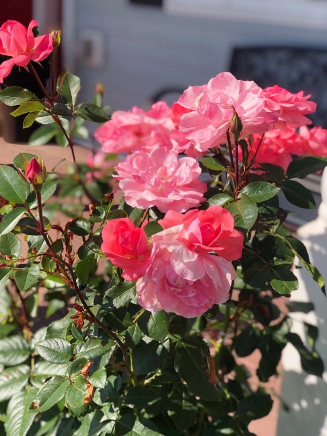 240ae251-ae0d-4687-88e2-136ebdad3f37